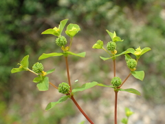 Euphorbia stricta