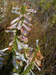 Erica colorans