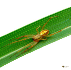 Neoscona theisi