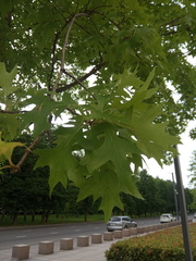 Quercus palustris