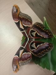 Archaeoattacus edwardsii