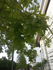 Quercus palustris