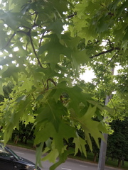 Quercus palustris