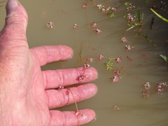 Crassula natans natans