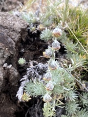 Artemisia cuspidata
