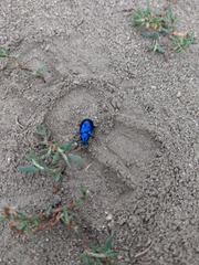 Chrysochus cobaltinus