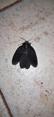 Polyphaga aegyptiaca