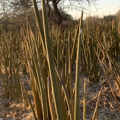 Dracaena pearsonii image