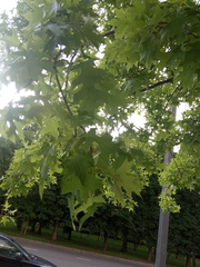 Quercus palustris
