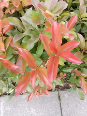 Photinia × fraseri