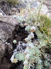 Artemisia cuspidata