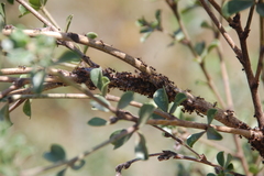 Anoplolepis custodiens