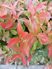 Photinia × fraseri