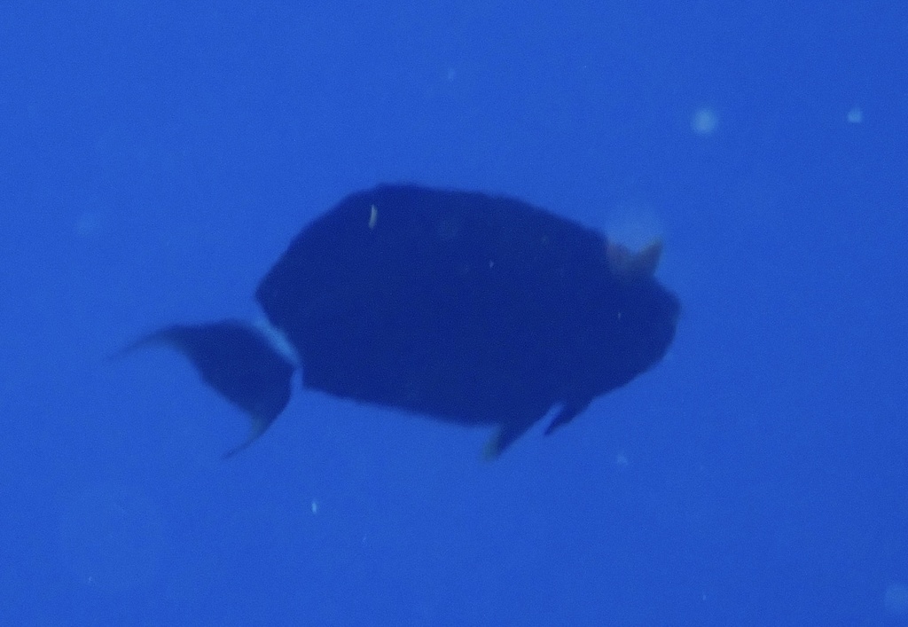 Black surgeonfish