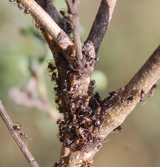 Anoplolepis custodiens