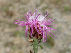 Centaurea decipiens