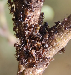 Anoplolepis custodiens