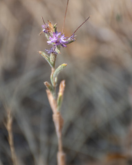 Lessingia leptoclada