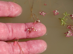 Crassula natans natans