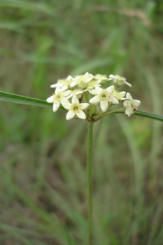 Sisyranthus