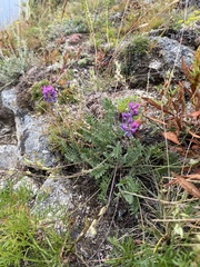 Oxytropis coerulea