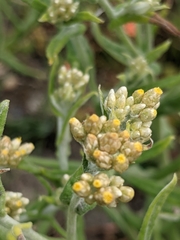 Pseudognaphalium undulatum