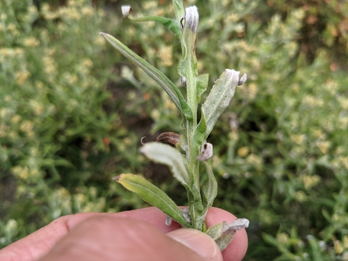 Image of Pseudognaphalium undulatum by (c) Dan Wrench, some rights reserved (CC BY)