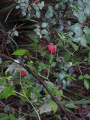 Rubus pringlei