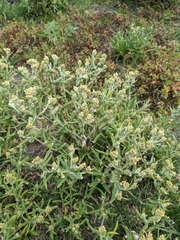 Pseudognaphalium undulatum