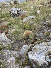 Bistorta alopecuroides