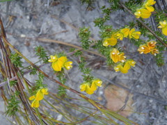 Aspalathus juniperina juniperina