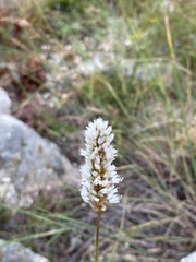 Bistorta alopecuroides