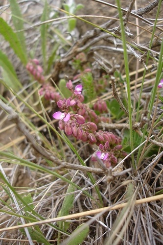 Polygala rhinostigma image