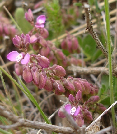 Polygala rhinostigma image