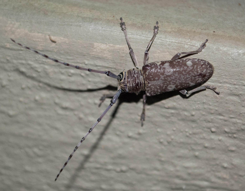Prosopocera dejeani