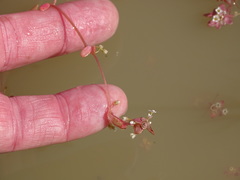 Crassula natans natans