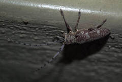 Prosopocera dejeani