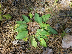 Viola ambigua