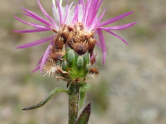 Centaurea decipiens