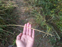 Thinopyrum elongatum