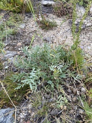 Oxytropis peschkovae