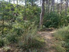 Thinopyrum elongatum