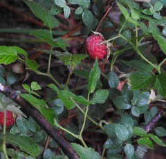 Rubus pringlei