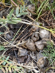 Oxytropis peschkovae