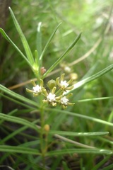 Schizoglossum bidens subsp. bidens image