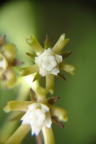 Schizoglossum bidens subsp. bidens image