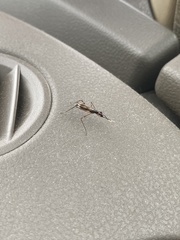 Rainieria antennaepes