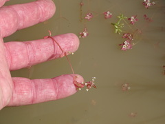 Crassula natans natans