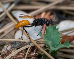 Palmodes praestans