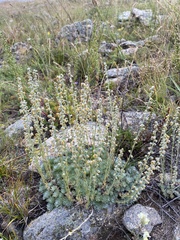 Artemisia cuspidata